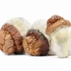 Buy Code Blue Magic Potent Mushrooms. Psilocybin mushroom is a type of hallucinogenic mushroom and a polyphyletic informal group of fungi that contain a prodrug of psilocybin.