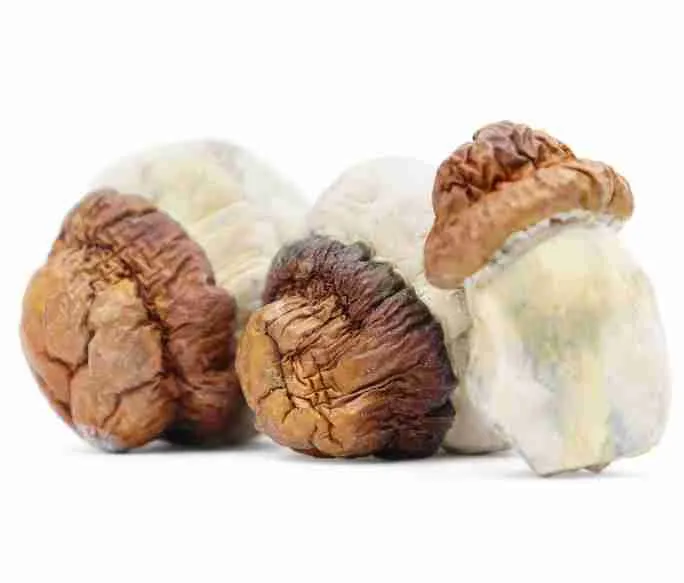 Buy Code Blue Magic Potent Mushrooms. Psilocybin mushroom is a type of hallucinogenic mushroom and a polyphyletic informal group of fungi that contain a prodrug of psilocybin.