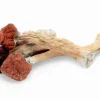 Florida White Magic Mushrooms For Sale. Premium high‑potency Psilocybe cubensis. Pale white strain, strong visuals & deep calm insights. Perfectly dried.