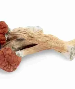 Florida White Magic Mushrooms For Sale. Premium high‑potency Psilocybe cubensis. Pale white strain, strong visuals & deep calm insights. Perfectly dried.
