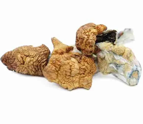 Buy Koh Samui Magic Psilocybe Mushrooms. Premium high‑potency tropical strain. Intense bright visuals & high‑energy euphoria. Perfectly dried.