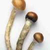 Psilocybin Magic Mushroom For Sale – Premium quality specialty products USA Canada