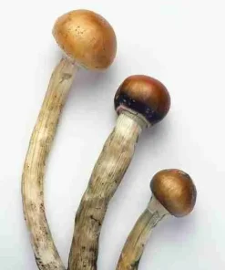 Psilocybin Magic Mushroom For Sale – Premium quality specialty products USA Canada