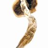 Super Thai Psychedelic Mushroom For Sale. Buy Super Thai Mushrooms online. High-potency psilocybe cubensis strain from Expressk2.com with euphoric effects