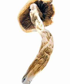 Super Thai Psychedelic Mushroom For Sale. Buy Super Thai Mushrooms online. High-potency psilocybe cubensis strain from Expressk2.com with euphoric effects
