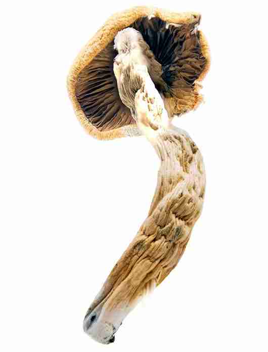 Super Thai Psychedelic Mushroom For Sale. Buy Super Thai Mushrooms online. High-potency psilocybe cubensis strain from Expressk2.com with euphoric effects