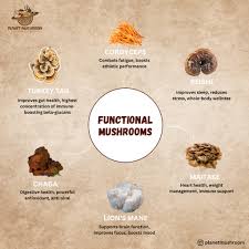 Top 10 functional mushrooms for wellness – Reishi, Lion’s Mane, Chaga, and other medicinal mushrooms for natural health
