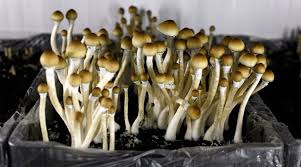 Where to Buy Psychedelics in USA