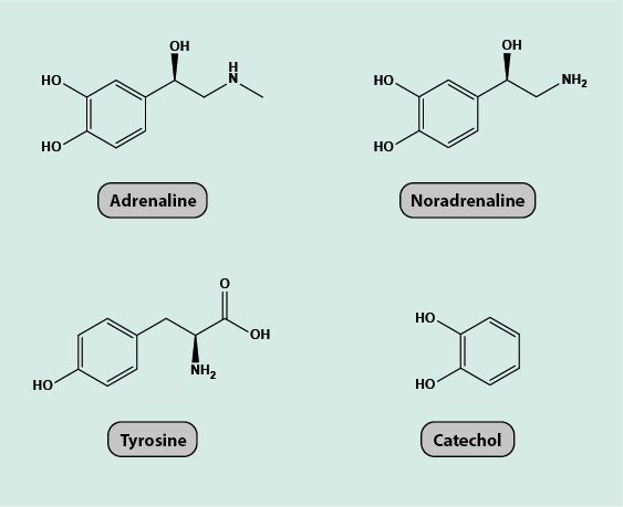 Chemical structure of epinephrine / adrenaline